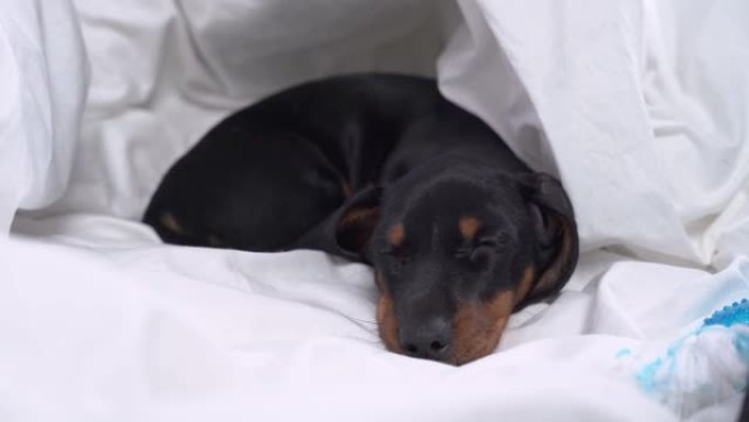 迷人的小腊肠犬小狗在温暖的毯子下睡得很香，就像在舒适的洞穴里一样。经过漫长的活动一天，充满了游戏和印