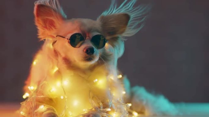 可爱的漂亮小哈巴狗穿着圣诞灯服装，带有有趣的节日庆祝节日概念，rgb颜色背景。