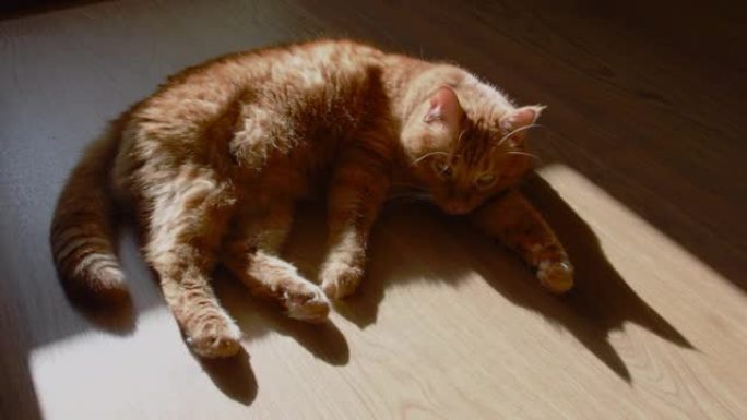 躺在地板上摇晃尾巴的红猫黑影