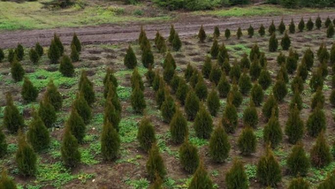 在圣诞节附近种植了年轻的枞树的4k无人机镜头