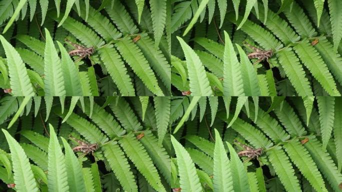 雨林绿叶蕨上的蚂蚱