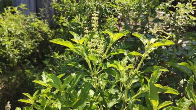 “kaphrao” 泰国罗勒或甜罗勒 (学名Ocimum basilicum)，泰国柠檬罗勒植物的锅