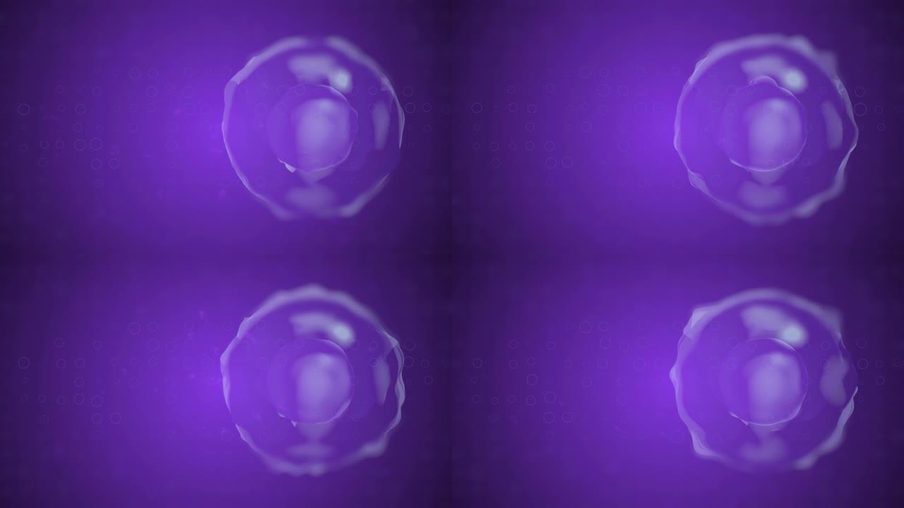 4k视频的医学上准确的人类细胞插图。紫色背景。