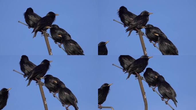 非洲摩洛哥的黑八哥鸟群