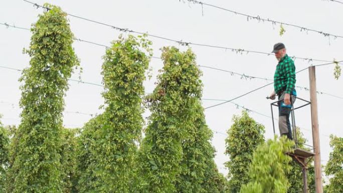 种植园工人站在乌鸦的巢桅杆上，用落到啤酒花拖车上的成熟啤酒花锥切开茎