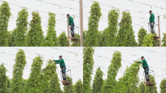 种植园工人站在乌鸦的巢桅杆上，用落到啤酒花拖车上的成熟啤酒花锥切开茎