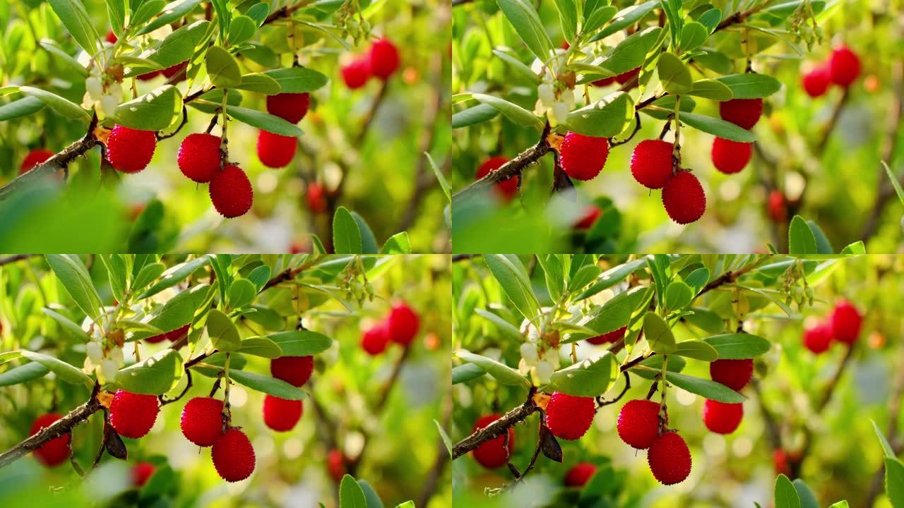 杨梅，草莓树草莓树