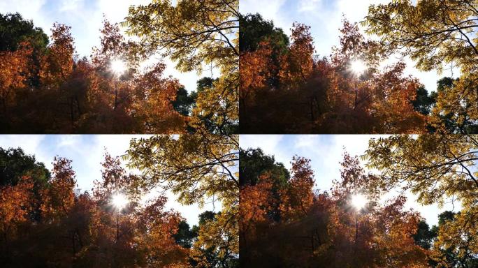 来自五颜六色的枫树和中国火焰树的阳光，美丽的秋天阳光明媚的日子，4k慢动作b滚动镜头。