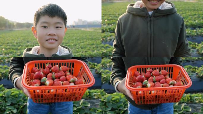 可爱的男孩在种植园里摘草莓