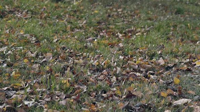 棕色的叶子在细草上的微风中缓慢摇动