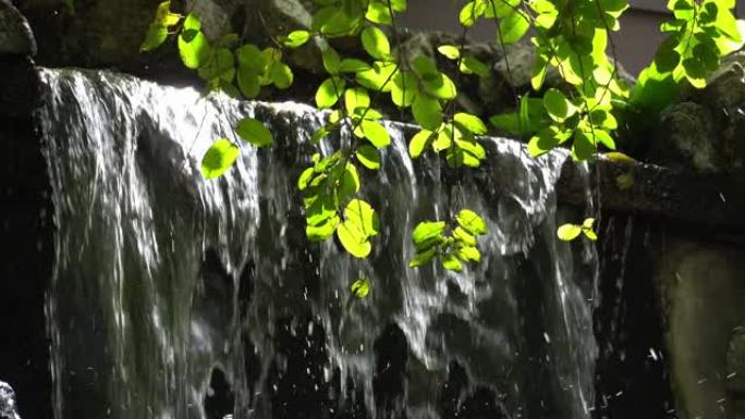 鸟园绿叶人工瀑布，带阳光。