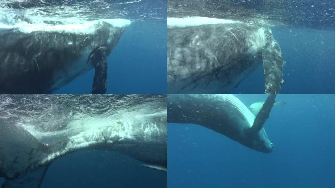 太平洋水下翻滚鲸鱼。