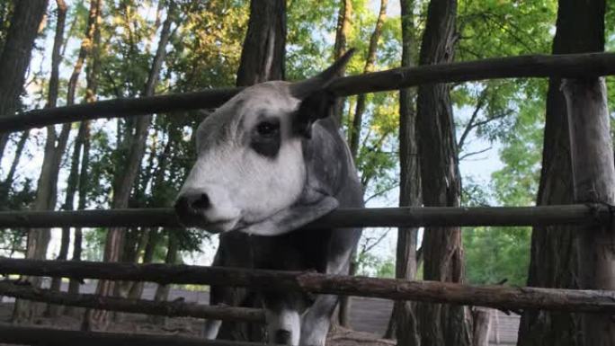 农场动物，牲畜，牛。一只优雅的灰色公牛的底视图在黄昏时用锋利的大角穿过畜栏的木栅栏上的一个洞