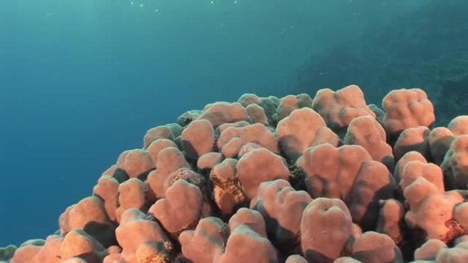 珊瑚在红海的水下景观中关闭。