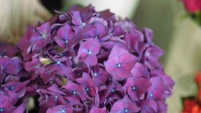 花店使用新鲜的紫色绣球花制作花束