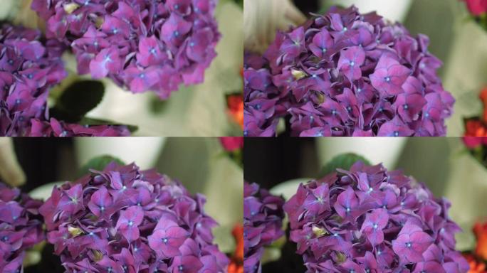 花店使用新鲜的紫色绣球花制作花束