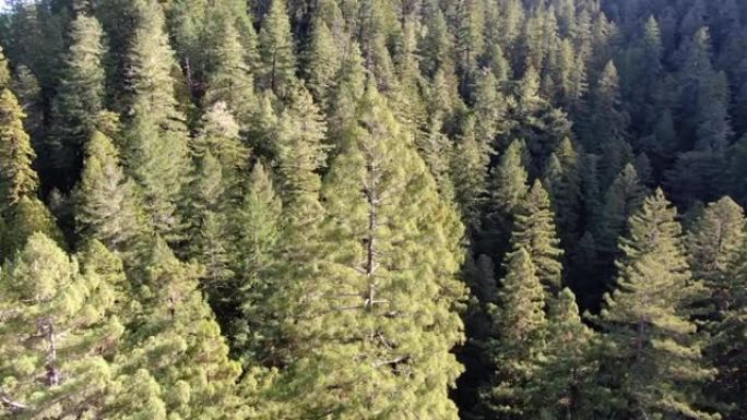 蒙哥马利红木保护区森林景观无人机景观加州