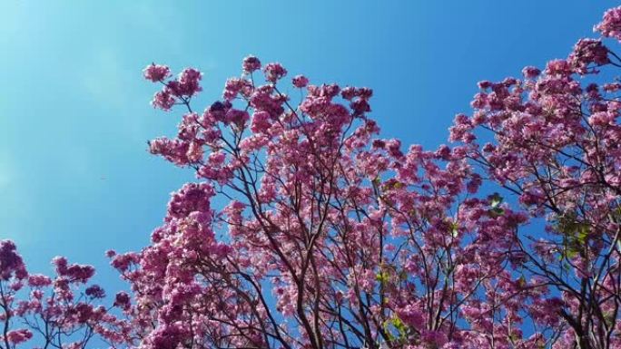 树有粉红色的花，蓝色的天空和风。