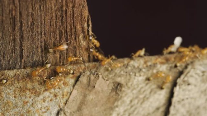 蚂蚁工蚁一路上带着它们的卵。微距拍摄美丽的自然。从雨中爬出来。