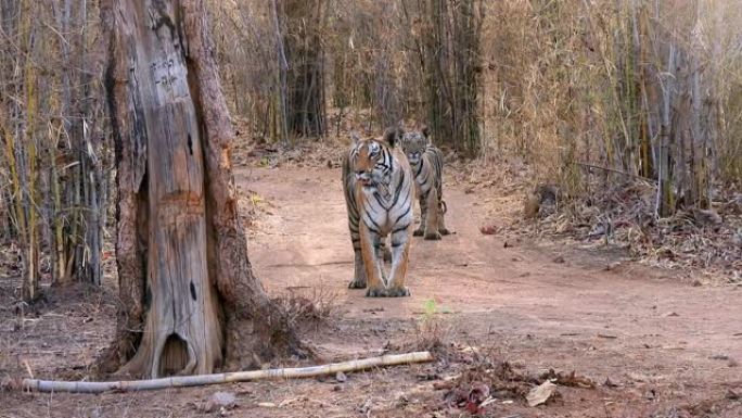 老虎妈妈和她在印度中部森林中的小老虎幼崽