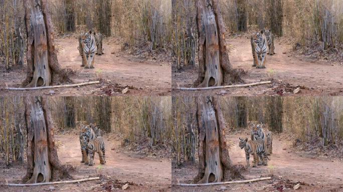 老虎妈妈和她在印度中部森林中的小老虎幼崽