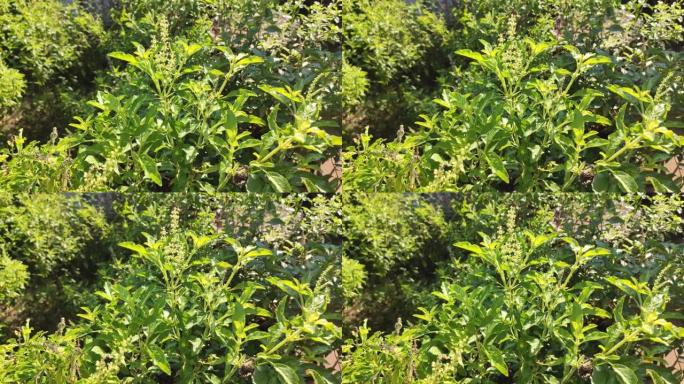 “kaphrao” 泰国罗勒或甜罗勒 (学名Ocimum basilicum)，泰国柠檬罗勒植物的锅