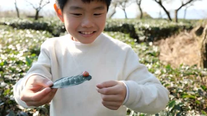 一个男孩在玩一只甲虫