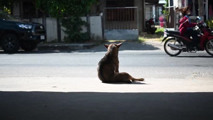 狗在房子前面等老板。一只孤独的黑狗
