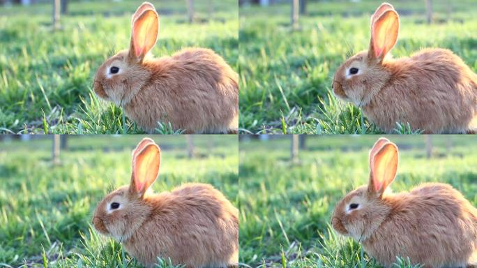 后院绿草地上的一只毛茸茸的大耳朵红兔子。公园里绿色草地上驯服的兔子特写。好奇顽皮的野兔