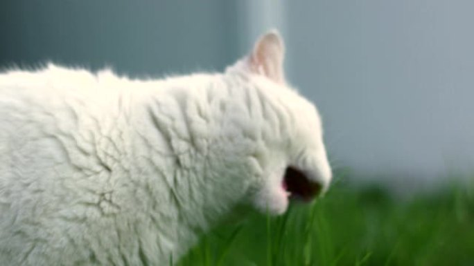 猫在绿色草坪上嚼草
