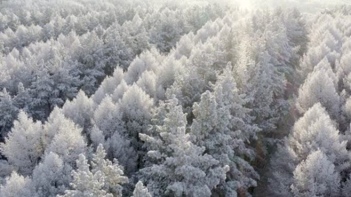 空中自上而下的天桥拍摄冬季云杉和松林。在美丽的晴天，被雪覆盖，升起或落日的树木会碰到树顶。