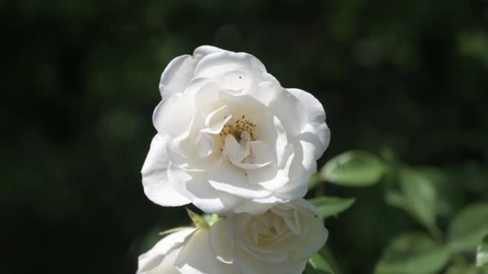 小甲虫在白玫瑰中爬行
