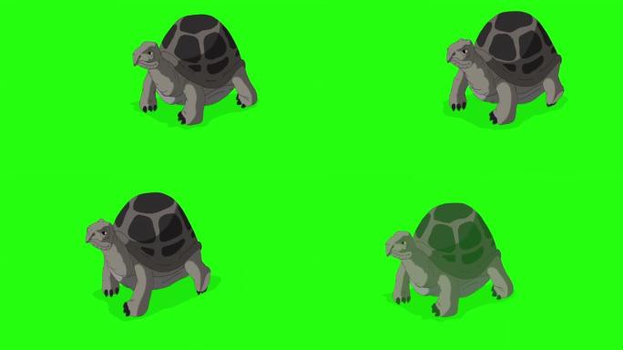 大灰象龟色度键