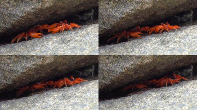 两只红蟹在泰国打架