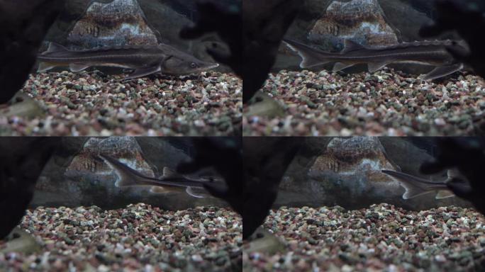 俄罗斯鲟鱼的电影水下照片。鱼在石头和鹅卵石日附近的水族馆里游泳。