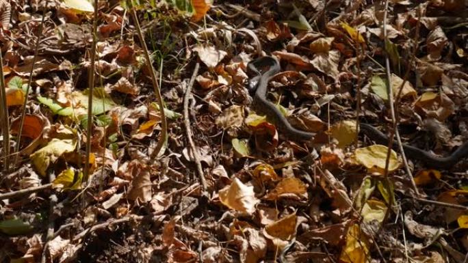 森林中干燥的秋叶上的蛇的特写镜头。
