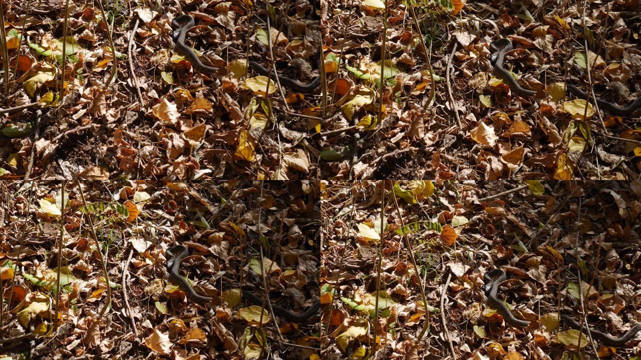 森林中干燥的秋叶上的蛇的特写镜头。