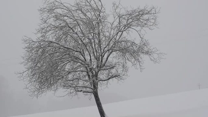 雪下寂寞的树