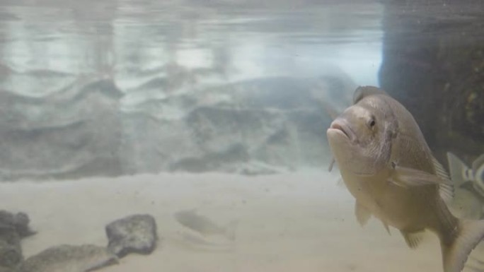 在公共水族馆中拍摄黄鳍鲷鱼的高帧率轨迹