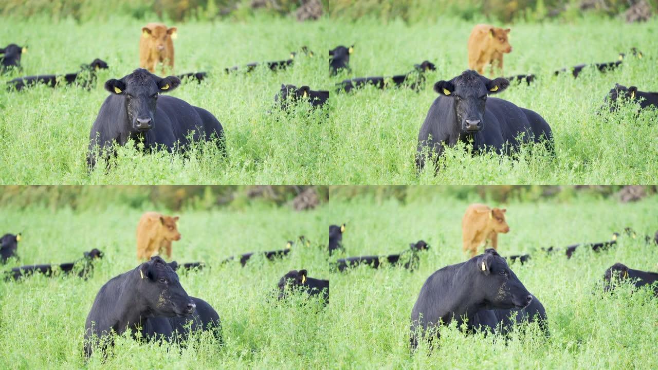 农场花田上的黑牛