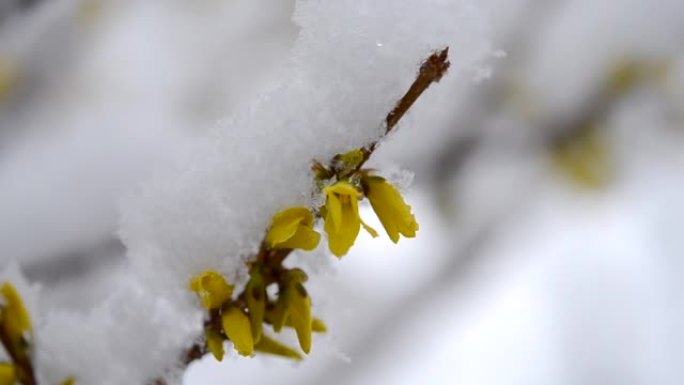 春天特写时，灌木丛上覆盖着一层雪的黄色花朵。