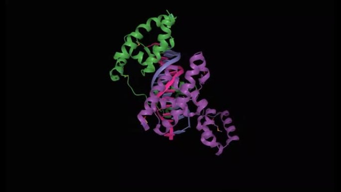 人Brn-5转录因子与促肾上腺皮质激素释放激素基因启动子的结构
