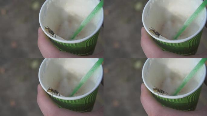 白色塑料杯上的蜜蜂特写咖啡