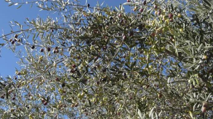 树枝上挂着成熟橄榄的橄榄树