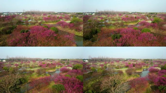 上海花开海上生态园梅花盛开