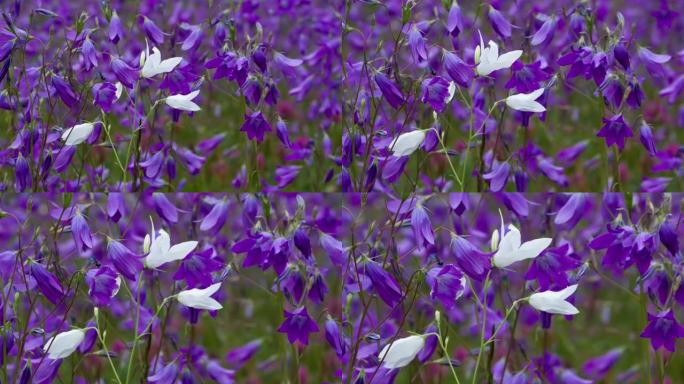 紫罗兰钟中的白花