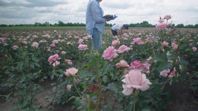 农民的家庭正在检查玫瑰种植园中的新幼苗。农业职业。家族企业。