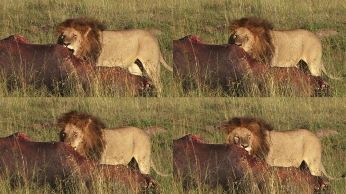 狮子吃河马的脸