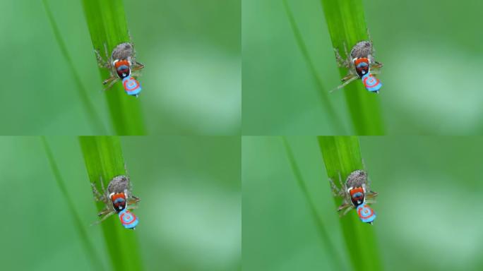 两只m splendens孔雀蜘蛛交配的高帧率特写剪辑