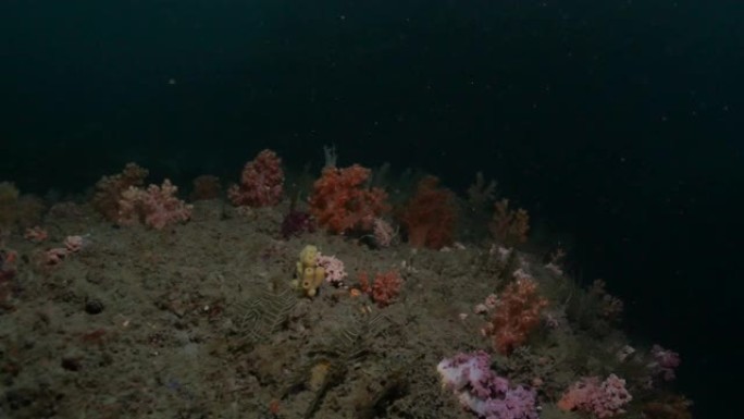 台湾深海黑暗珊瑚礁